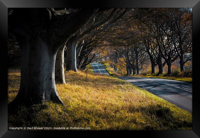 Beech Avenue Framed Print by Paul Brewer