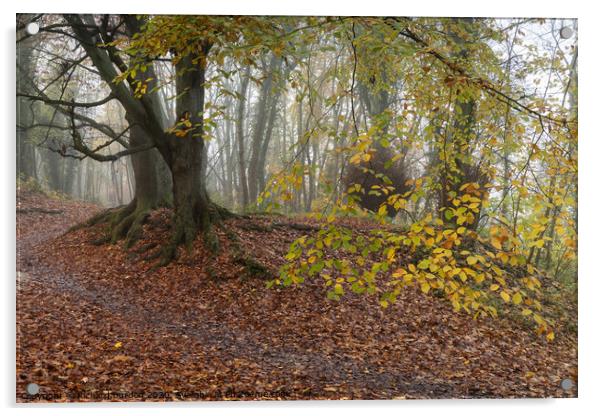 Autumn Ramble Acrylic by Richard Burdon