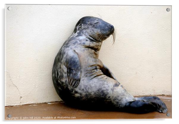 Relaxing seal.  Acrylic by john hill