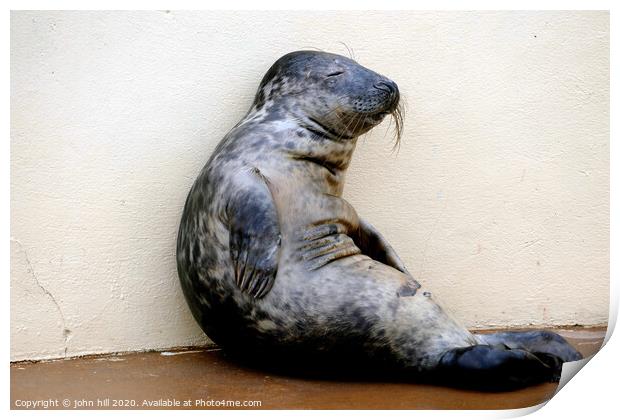 Relaxing seal.  Print by john hill
