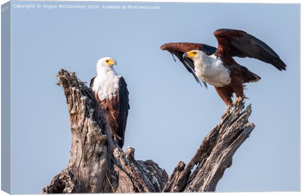 Pair of African fish eagles Canvas Print by Angus McComiskey