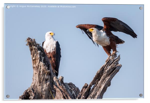 Pair of African fish eagles Acrylic by Angus McComiskey