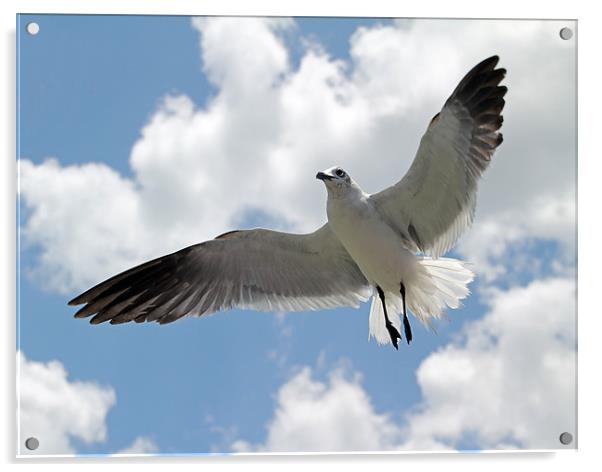 Gull Acrylic by Karen Steel