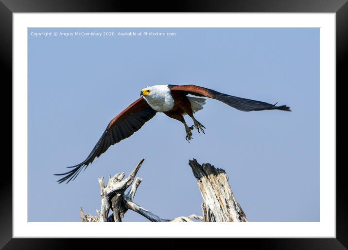 African fish eagle in flight Framed Mounted Print by Angus McComiskey