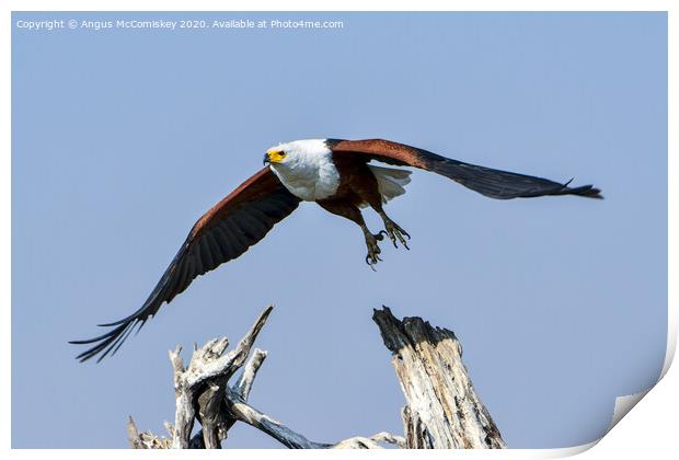 African fish eagle in flight Print by Angus McComiskey