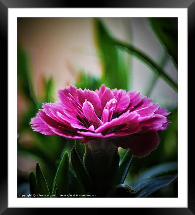 Pink Carnation (Digital Art) Framed Mounted Print by John Wain