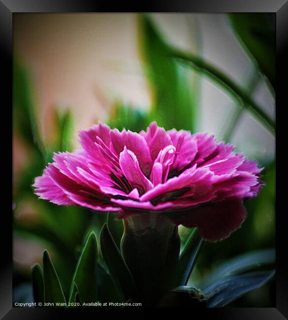 Pink Carnation (Digital Art) Framed Print by John Wain