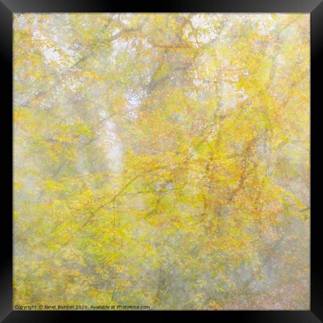 Autumn Veil Framed Print by Janet Burdon