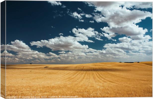 Cereal fields with cloud shadows Canvas Print by Vicente Sargues
