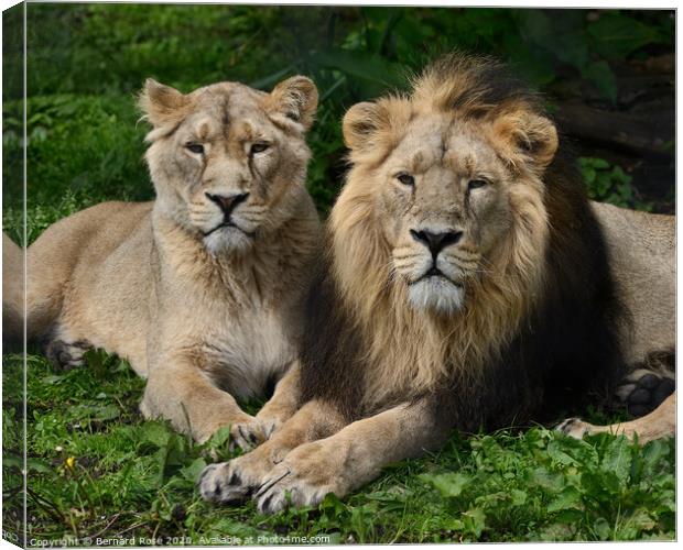 Asiatic Lions at Chester Zoo Canvas Print by Bernard Rose Photography