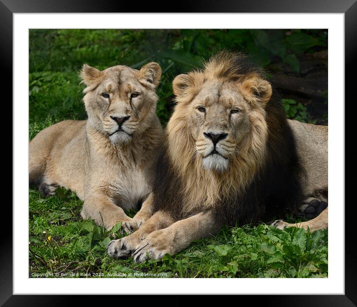 Asiatic Lions at Chester Zoo Framed Mounted Print by Bernard Rose Photography