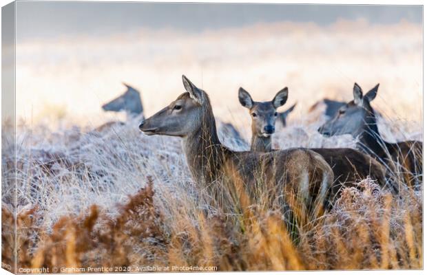 A group of red deer hinds standing in long grass Canvas Print by Graham Prentice