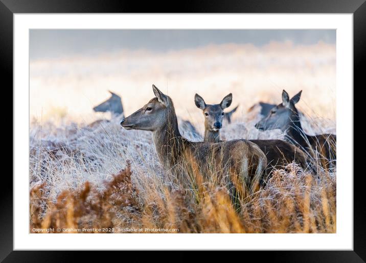 A group of red deer hinds standing in long grass Framed Mounted Print by Graham Prentice