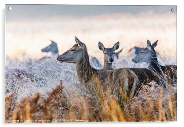 A group of red deer hinds standing in long grass Acrylic by Graham Prentice