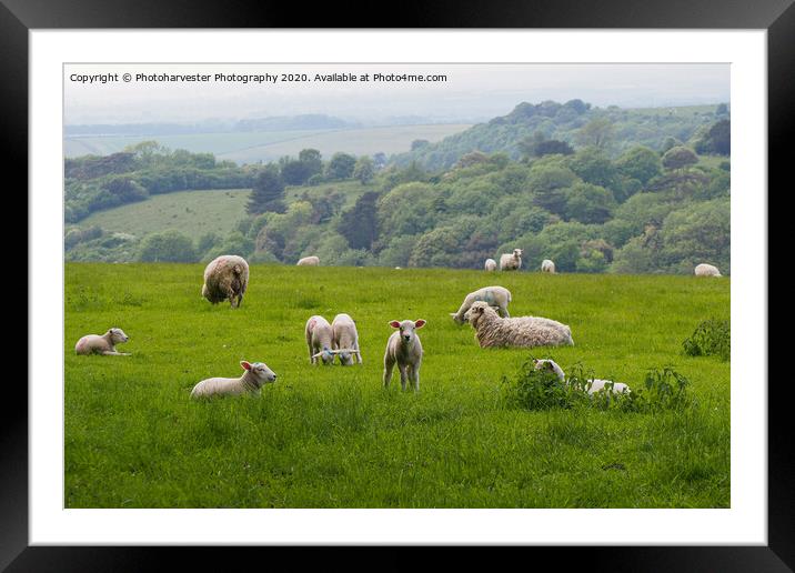 Curious Lamb at Swyncombe, Oxon Framed Mounted Print by Elizabeth Debenham