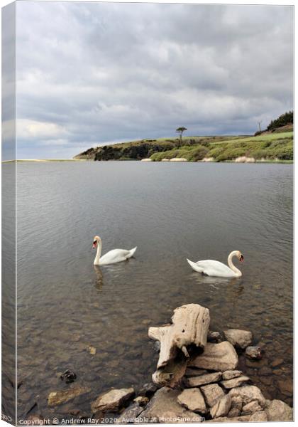 Swans on Loe Pool Canvas Print by Andrew Ray