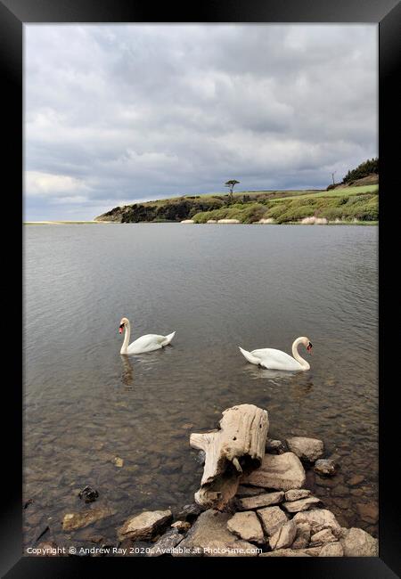 Swans on Loe Pool Framed Print by Andrew Ray
