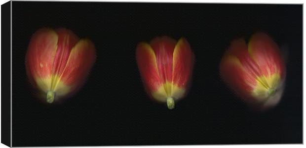 Tulip Trio Canvas Print by michelle stevens