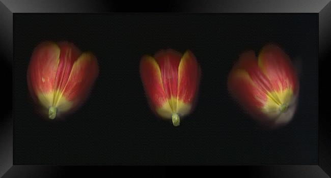 Tulip Trio Framed Print by michelle stevens