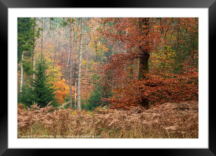 Autumn Leaf Peeping Framed Mounted Print by David Tinsley