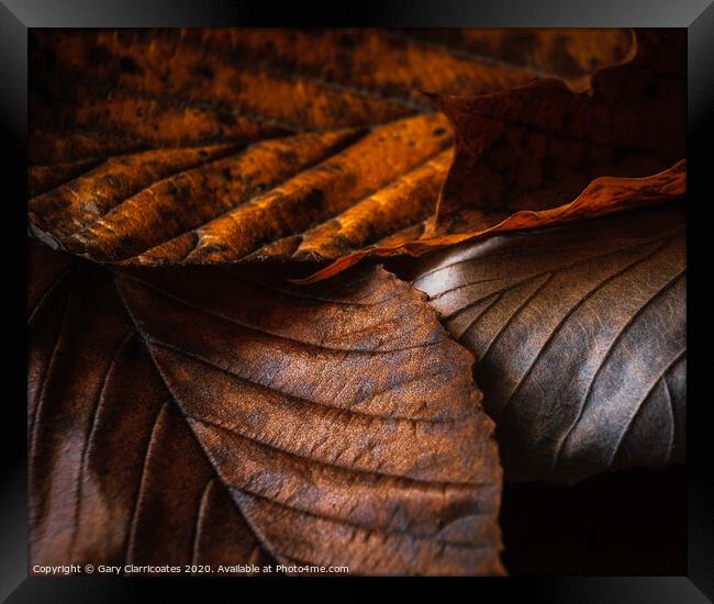 Fallen Leaves Framed Print by Gary Clarricoates