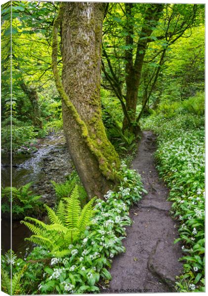Spring woodland path at Aberfforest, Pembrokeshire Canvas Print by Andrew Kearton