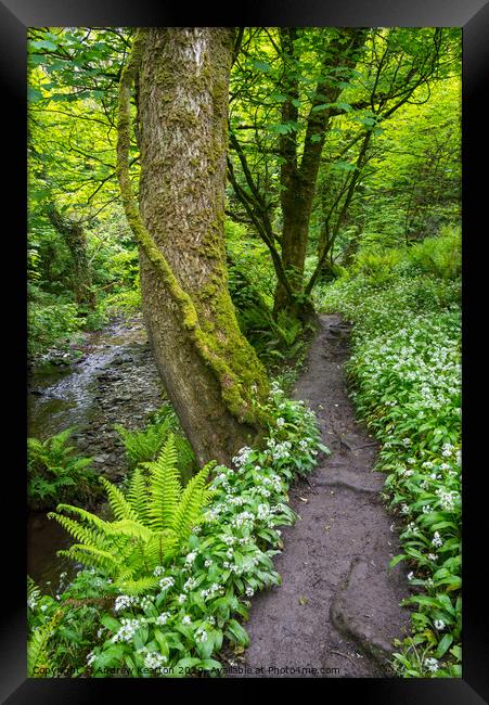 Spring woodland path at Aberfforest, Pembrokeshire Framed Print by Andrew Kearton