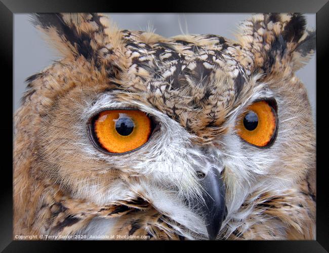 Egyptian Eagle Owl (Bubo ascalaphus) Framed Print by Terry Senior