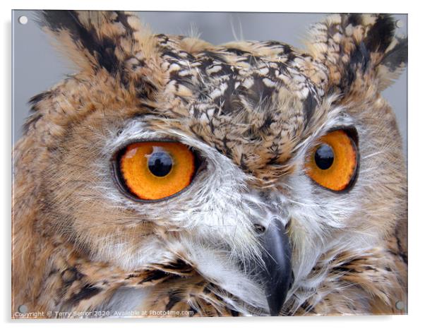 Egyptian Eagle Owl (Bubo ascalaphus) Acrylic by Terry Senior