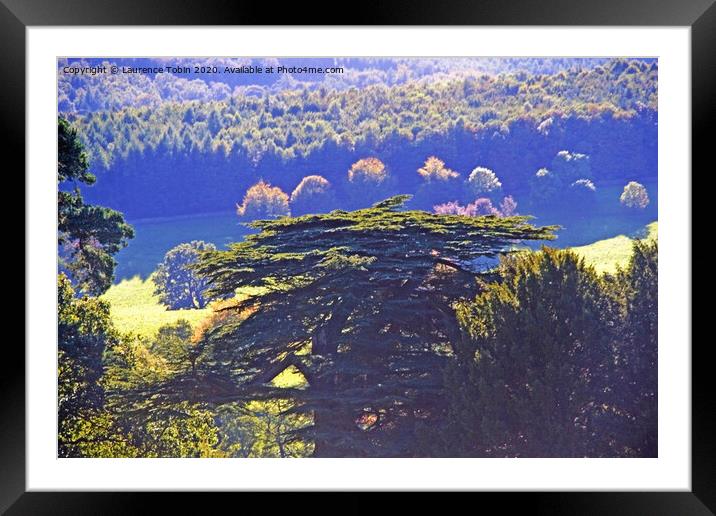 Sunlit Woods near Bakewell, Derbyshire Dales Framed Mounted Print by Laurence Tobin