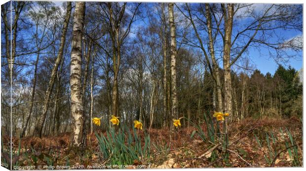 Daffodils in Woods Canvas Print by Philip Brown
