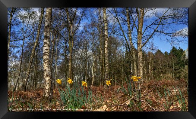 Daffodils in Woods Framed Print by Philip Brown