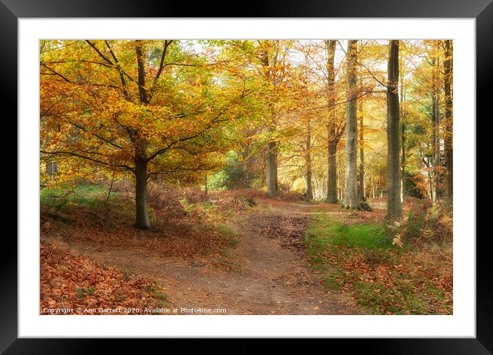 Cannock Chase Which Way Framed Mounted Print by Ann Garrett
