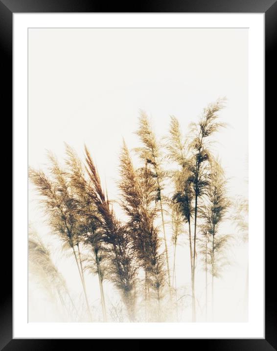 Golden Pampas Grass in Autumn Framed Mounted Print by Beryl Curran