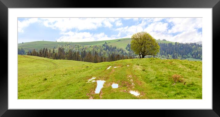 A lonely tree on the top of a hill against the background of a beautiful spring mountain landscape after a warm rain. Framed Mounted Print by Sergii Petruk