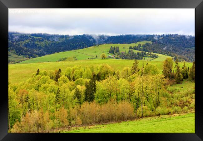 View from a height on the village and the spring Carpathians overgrown with young deciduous trees. Framed Print by Sergii Petruk