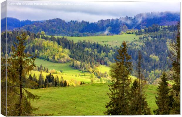 Single pines grow on the hillside in the Carpathians. Far away a flock of sheep graze. Mountain landscape, coniferous forests. Canvas Print by Sergii Petruk