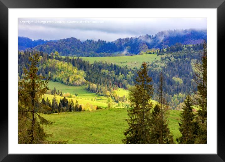 Single pines grow on the hillside in the Carpathians. Far away a flock of sheep graze. Mountain landscape, coniferous forests. Framed Mounted Print by Sergii Petruk