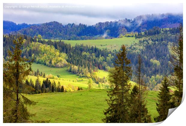Single pines grow on the hillside in the Carpathians. Far away a flock of sheep graze. Mountain landscape, coniferous forests. Print by Sergii Petruk