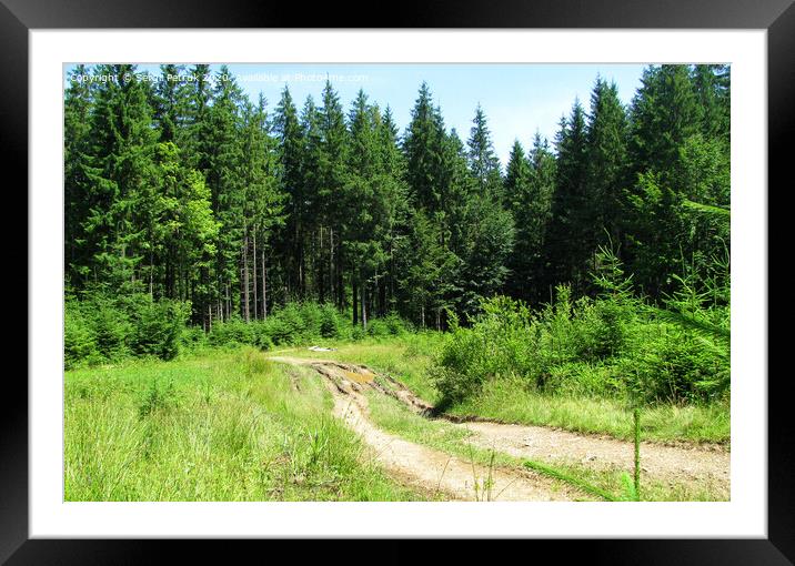 Old broken forest road overlooks sunny meadow. Framed Mounted Print by Sergii Petruk
