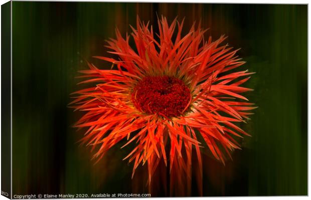 Spikey Flower ..  Radiance Canvas Print by Elaine Manley