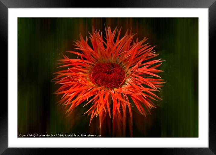 Spikey Flower ..  Radiance Framed Mounted Print by Elaine Manley