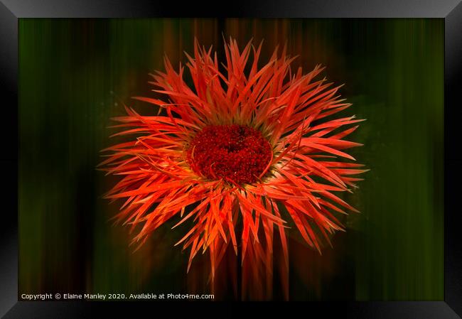 Spikey Flower ..  Radiance Framed Print by Elaine Manley