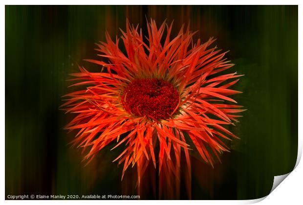 Spikey Flower ..  Radiance Print by Elaine Manley