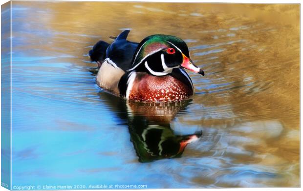 The Beautiful Wood Duck Canvas Print by Elaine Manley
