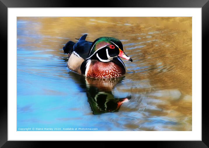 The Beautiful Wood Duck Framed Mounted Print by Elaine Manley