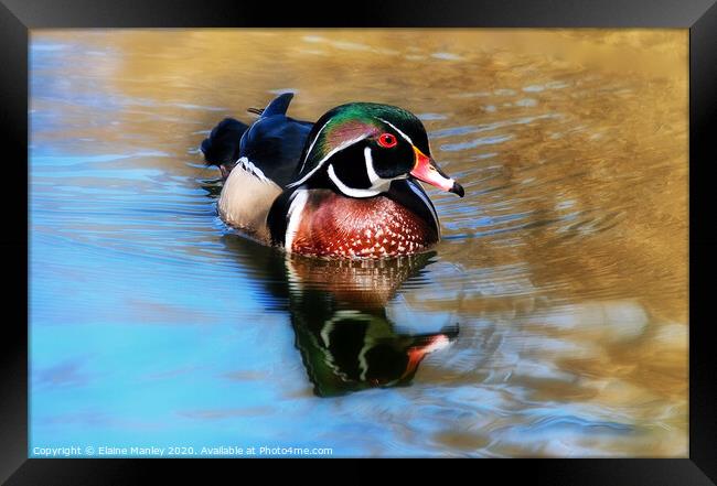 The Beautiful Wood Duck Framed Print by Elaine Manley
