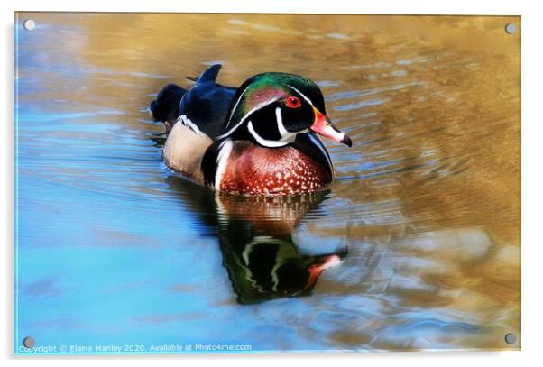 The Beautiful Wood Duck Acrylic by Elaine Manley