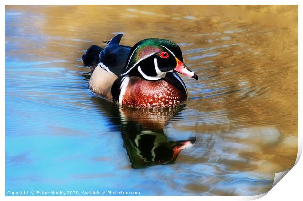 The Beautiful Wood Duck Print by Elaine Manley