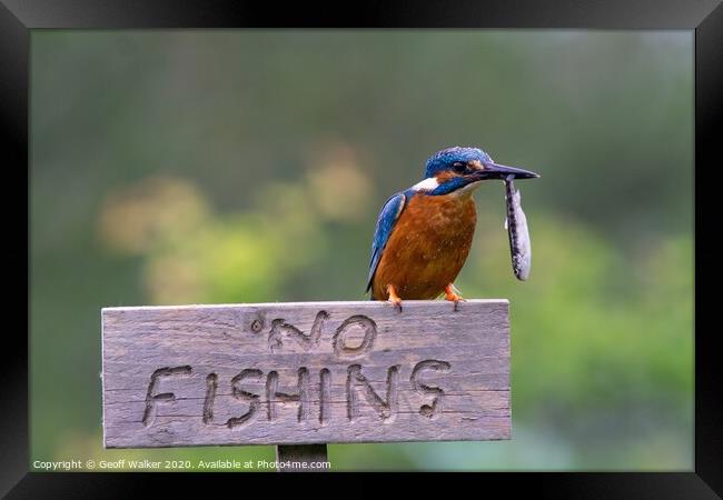 Kingfisher Framed Print by Geoff Walker